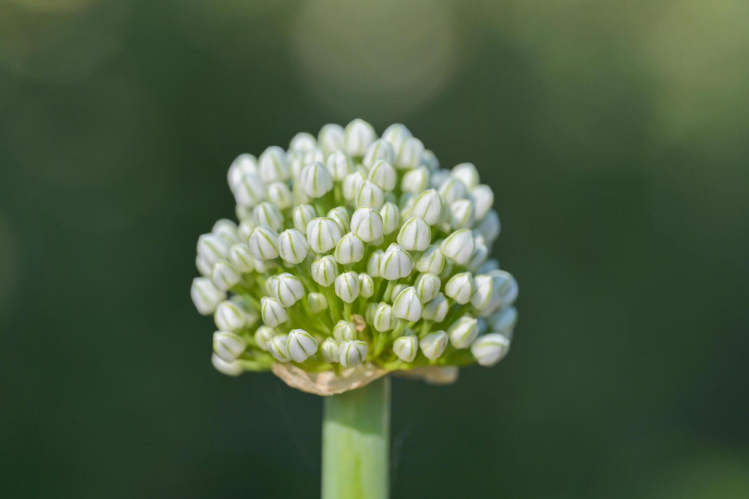 Green onion Shallots flowers in macro photo