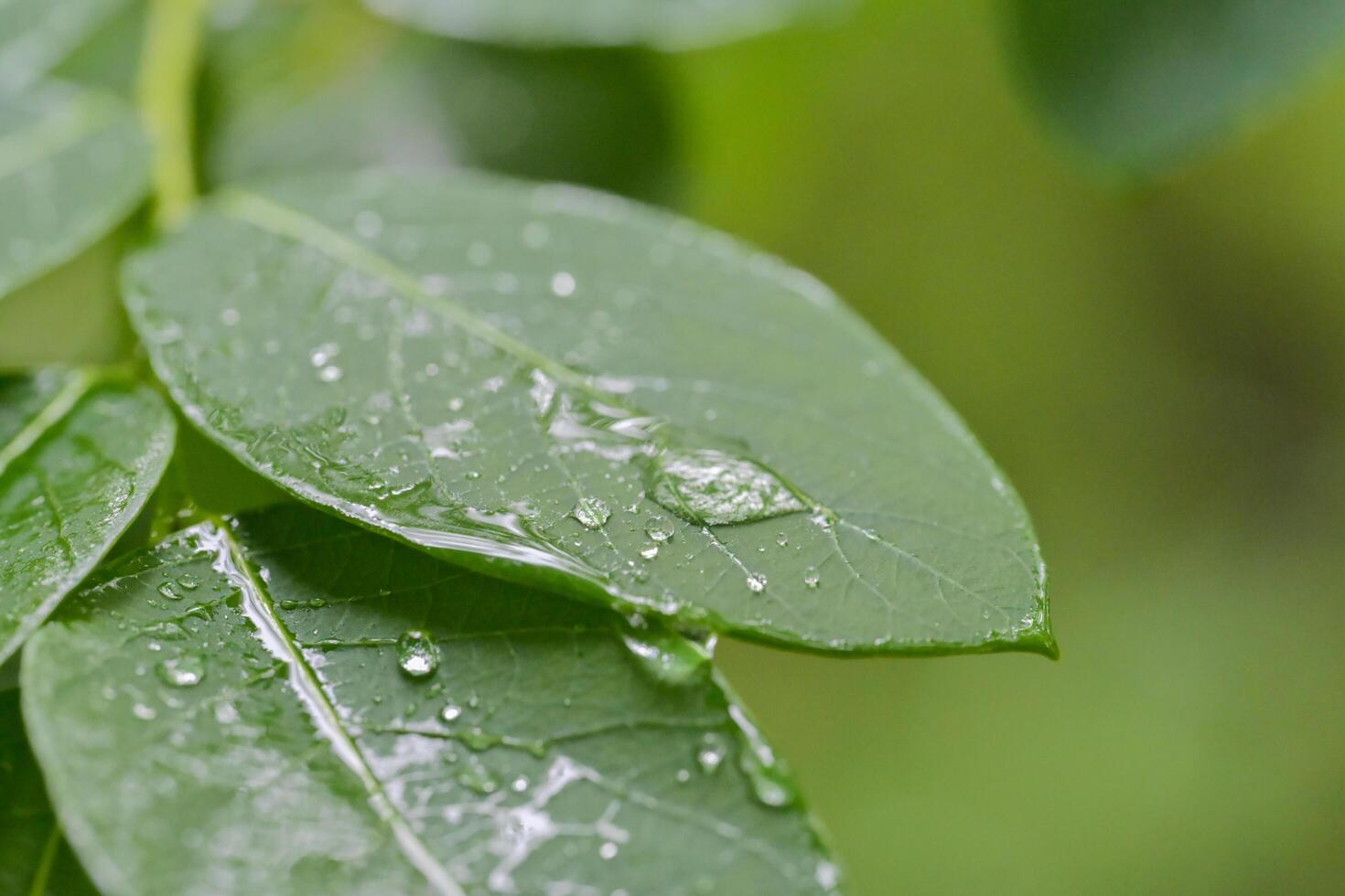 water drops on a leaf photo