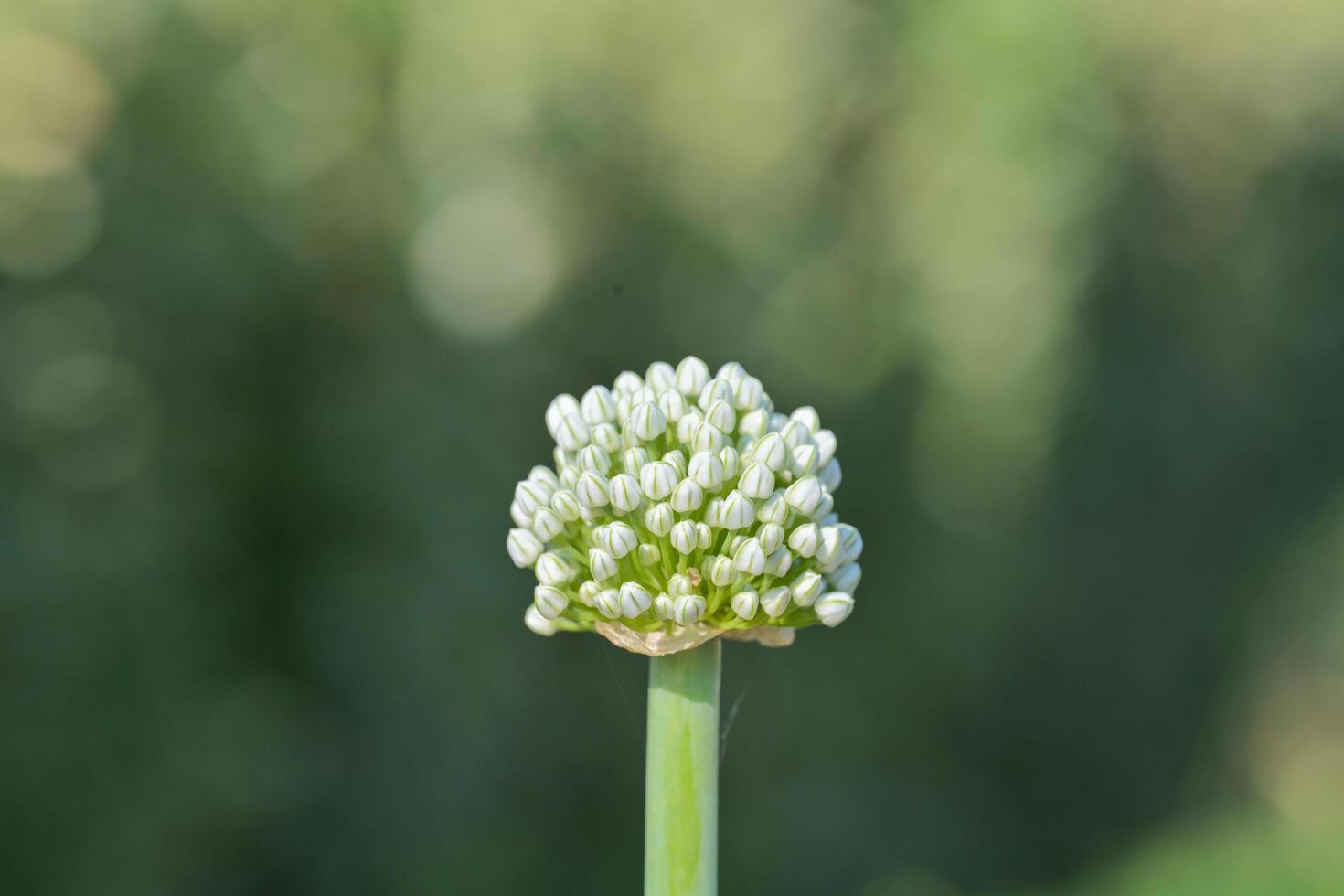 Green onion Shallots flowers in macro photo