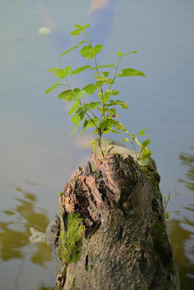 Blue-green calm water surface and tree branches photo