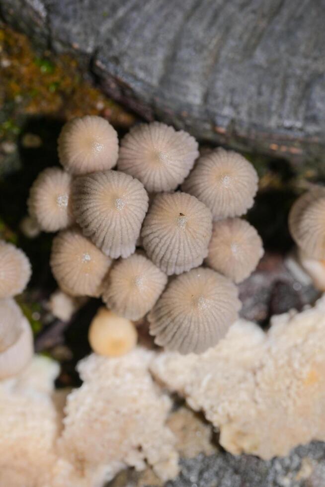Grain ghost umbrellas growing on tree stumps photo