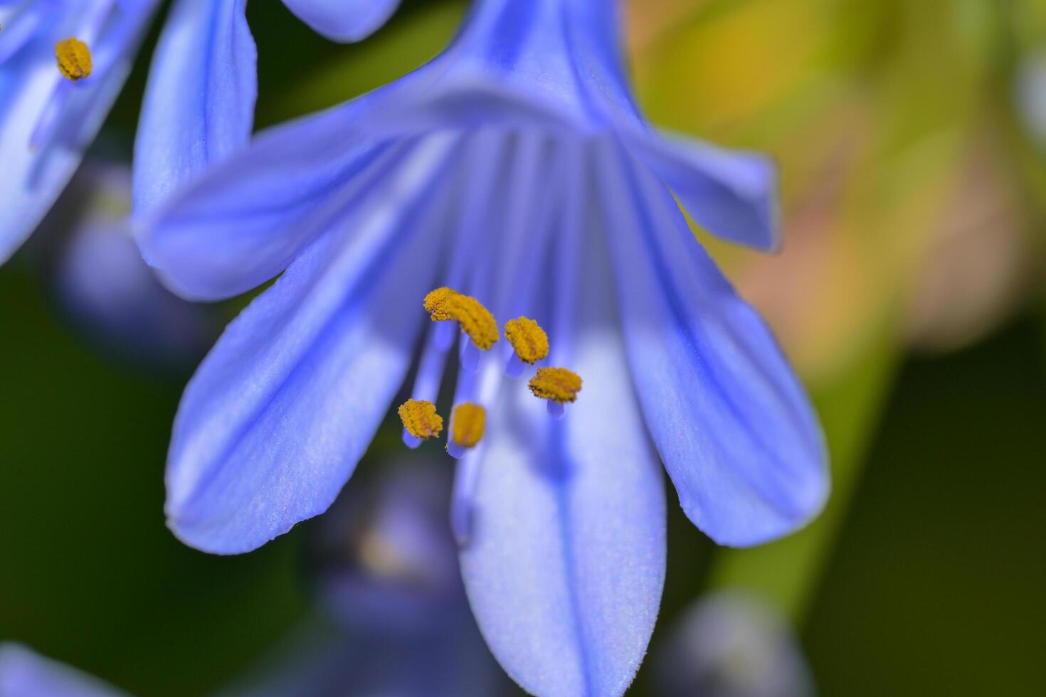 close up of blue iris photo