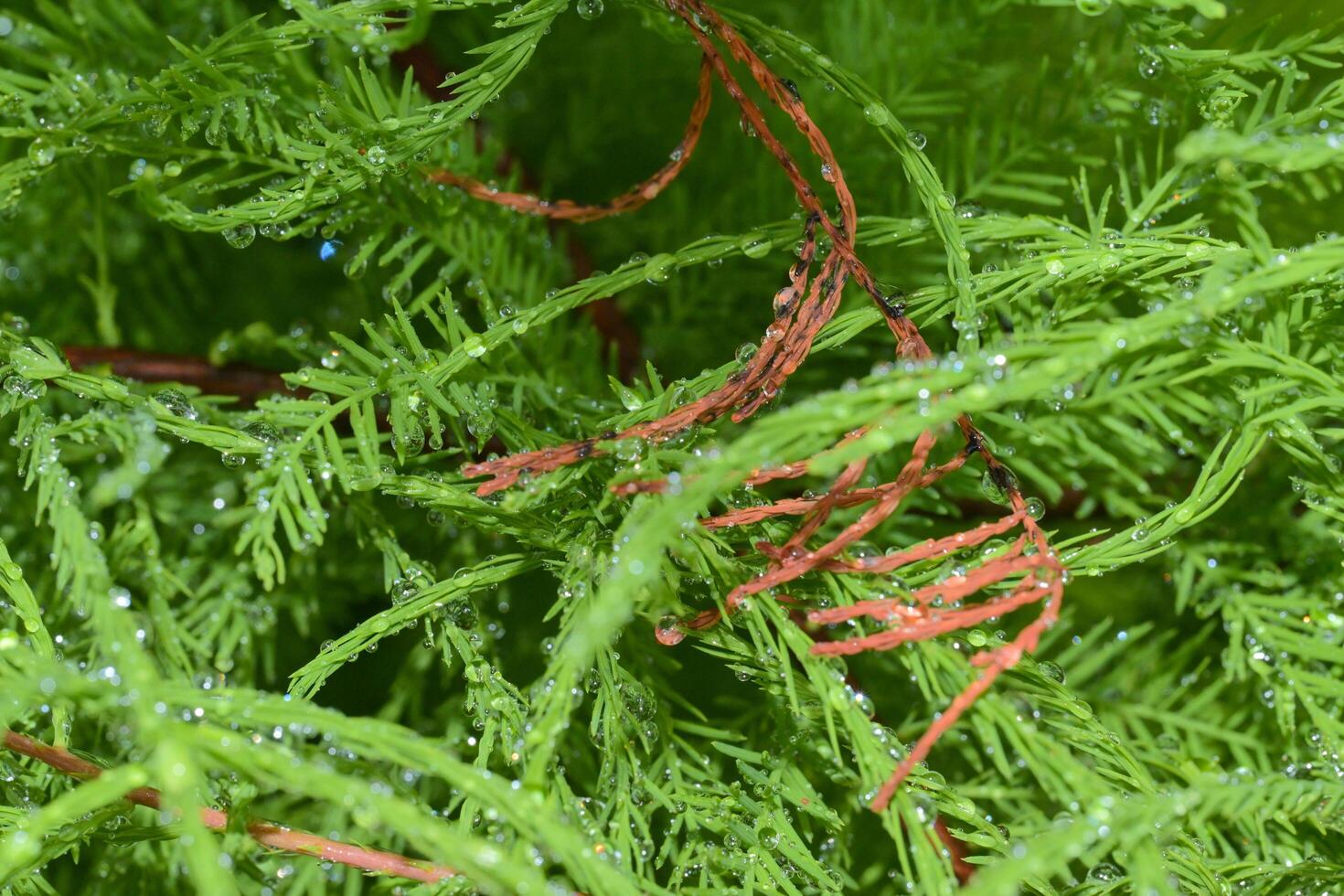 christmas tree branches with cones photo