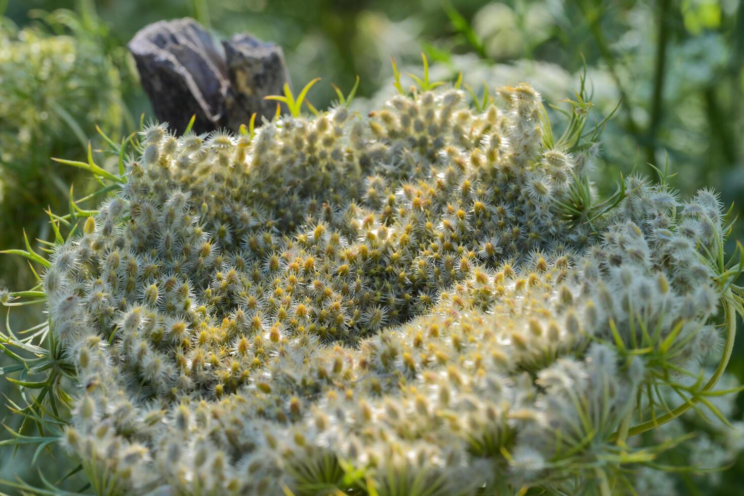 Macro shot of carrot flowers in bloom photo