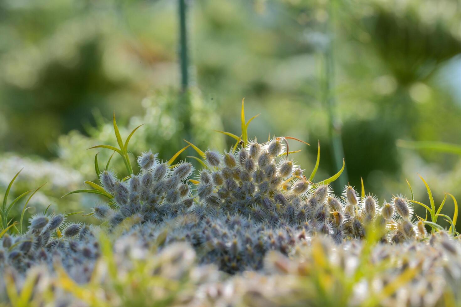 Macro shot of carrot flowers in bloom photo