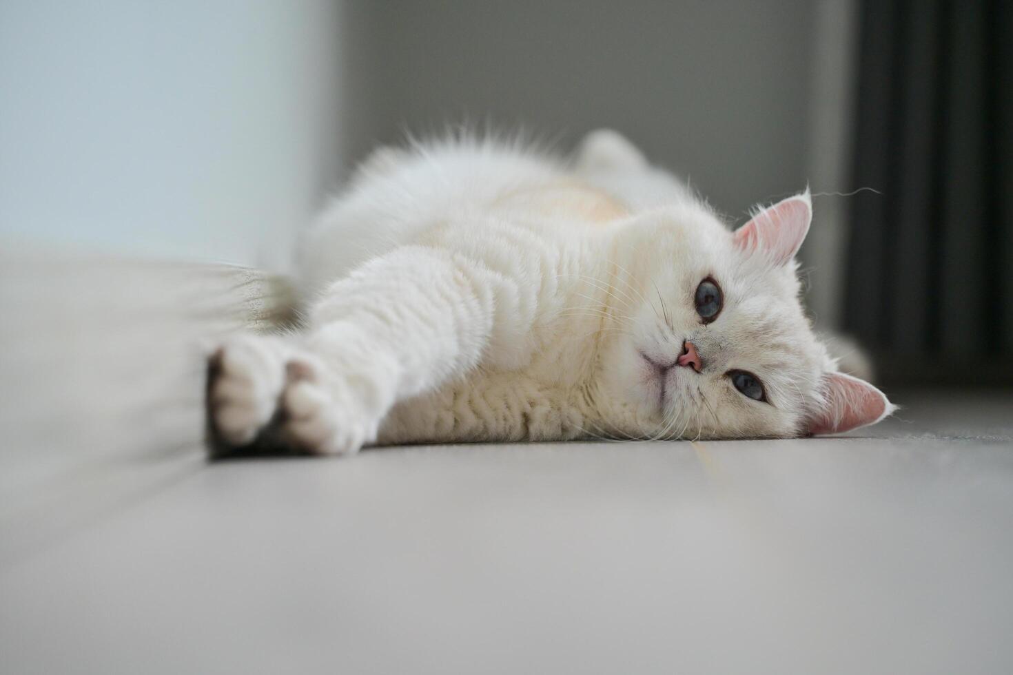 A white silver-point cat yawning after waking up photo