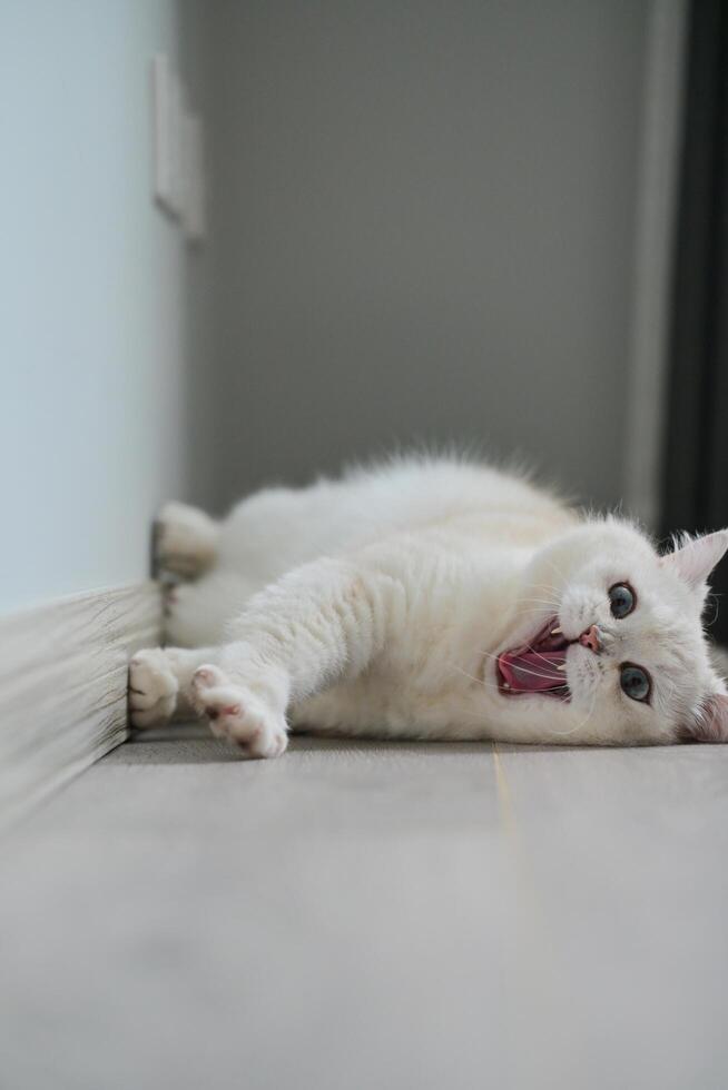 A white silver-point cat yawning after waking up photo