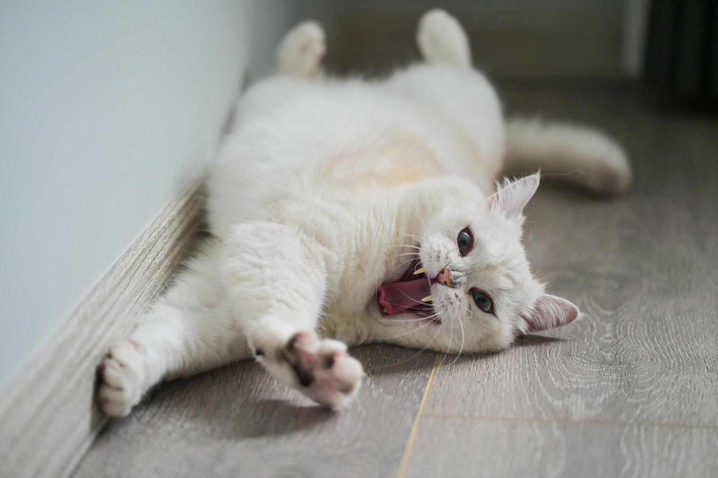 A white silver-point cat yawning after waking up photo