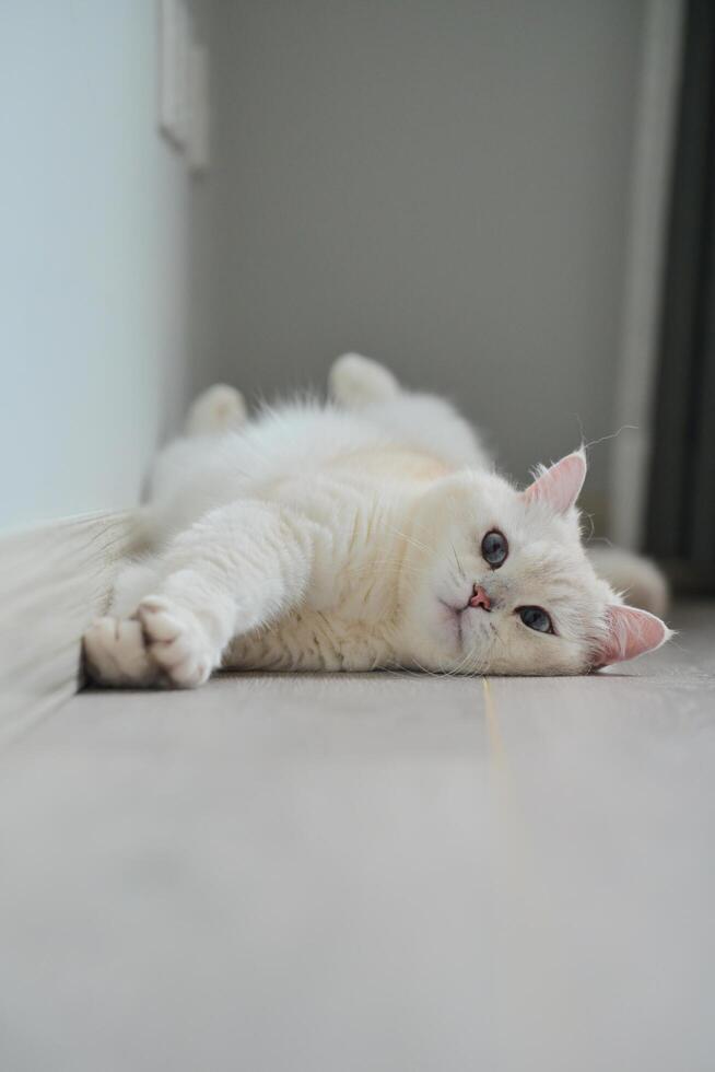 A white silver-point cat yawning after waking up photo