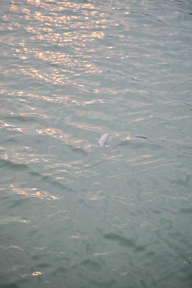 dead fish reflection in water photo