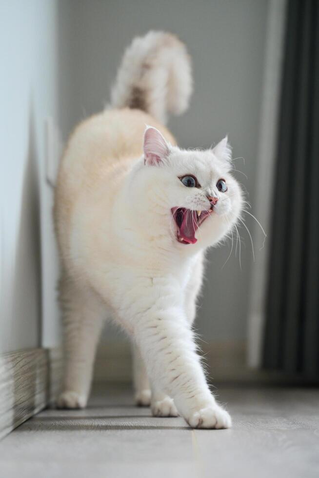 A white silver-point cat yawning after waking up photo