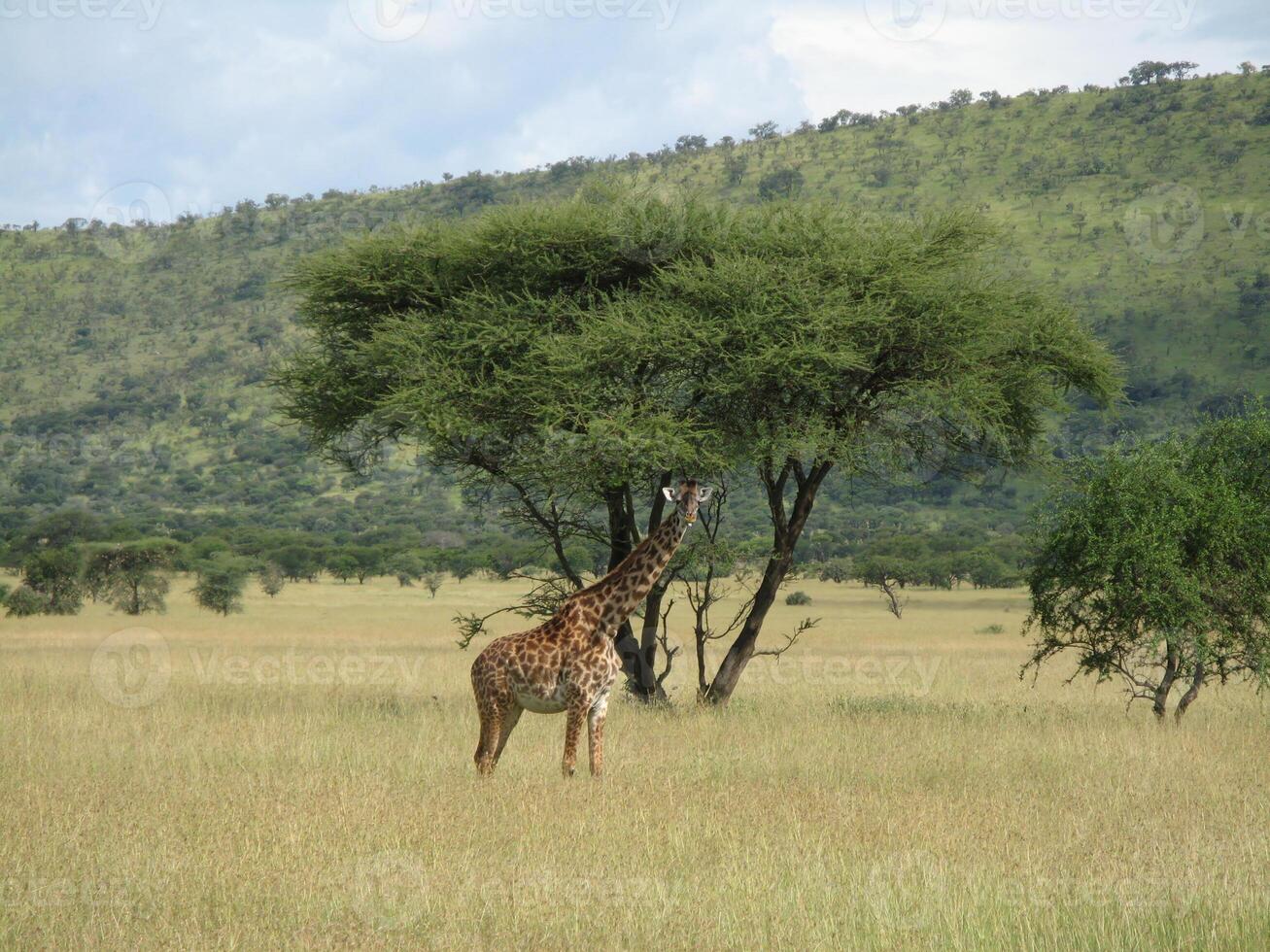 A giraffe in the Serengeti National Park stands in a grassland and looks directly into the camera photo
