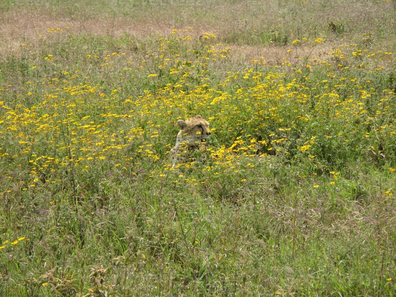 A cheetah in the Ngorongoro Crater sits on a pasture looking for prey photo