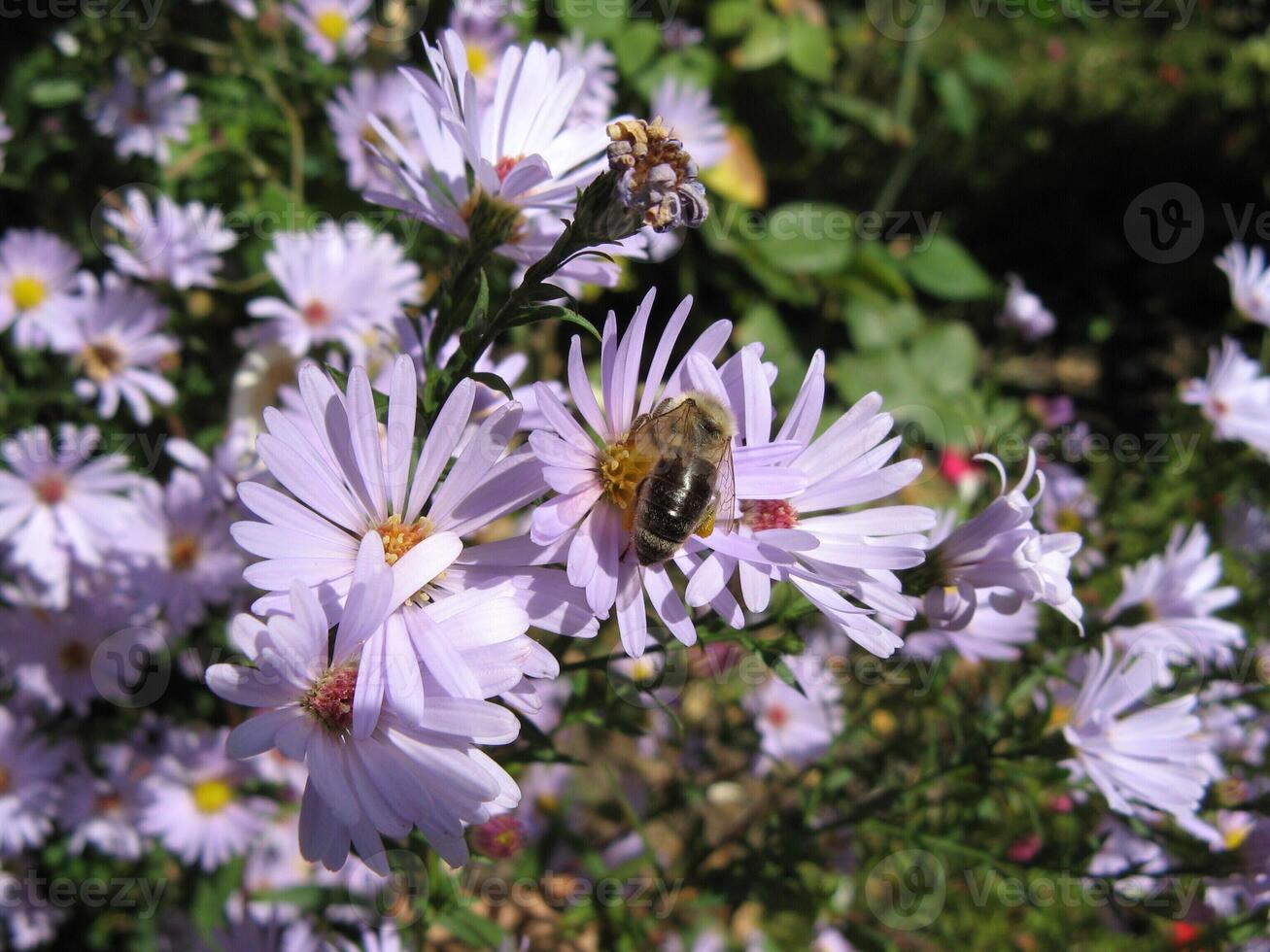 Close-up photo of bee on aster amellus flower in a garden in Prilep, Macedonia
