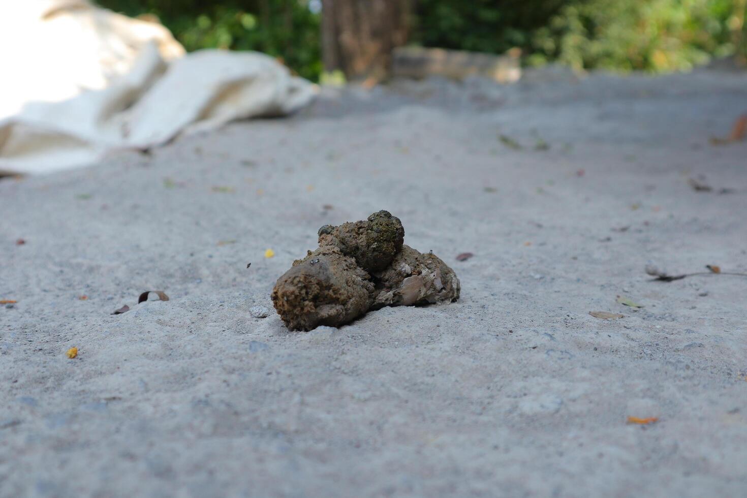 droppings from a hen during the egg-laying period isolated on blur background photo