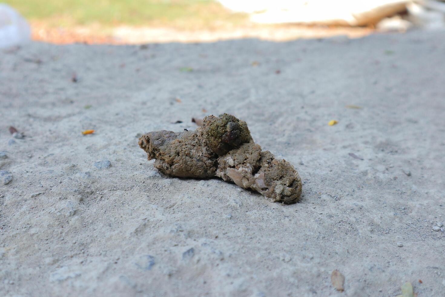 droppings from a hen during the egg-laying period isolated on blur background photo