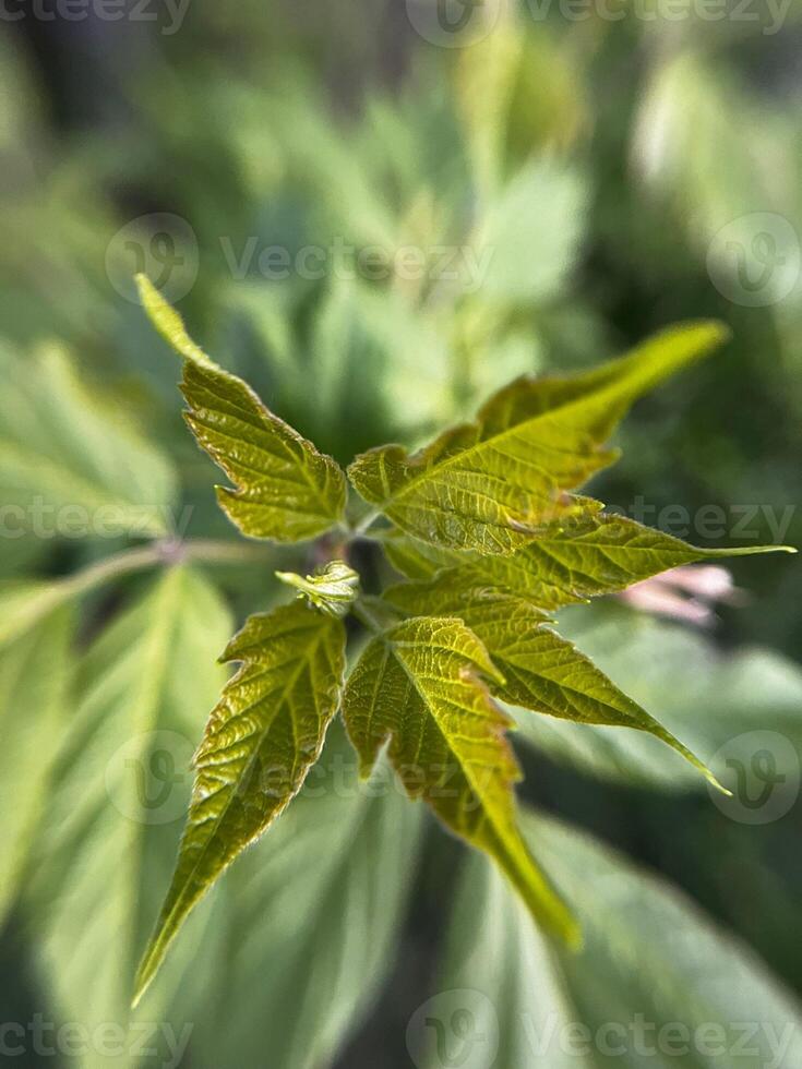 A close up view of a vibrant green leaf on a plant, showing its intricate details and patterns. The leaf stands out in its natural beauty photo