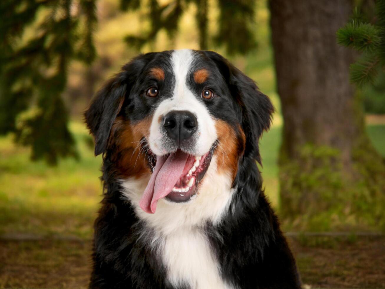 Great photographs of dogs photo