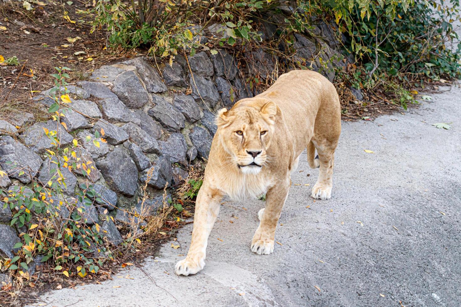 macro of a beautiful lioness in nature photo