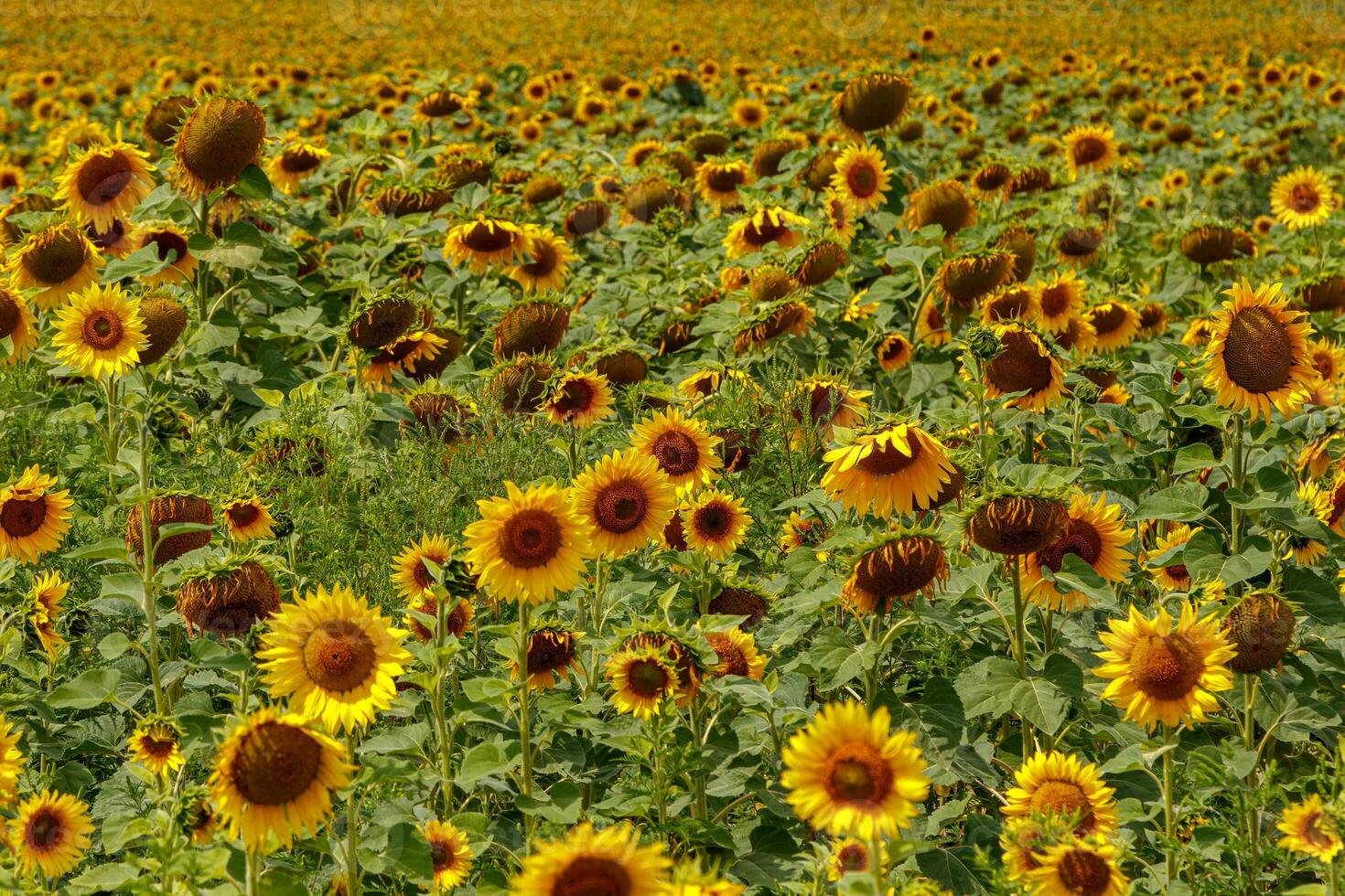 Beautiful field of yellow sunflowers on a background of blue sky with clouds photo