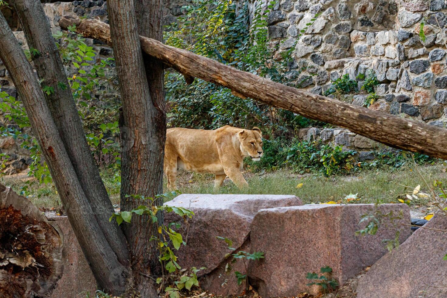 macro of a beautiful lioness in nature photo