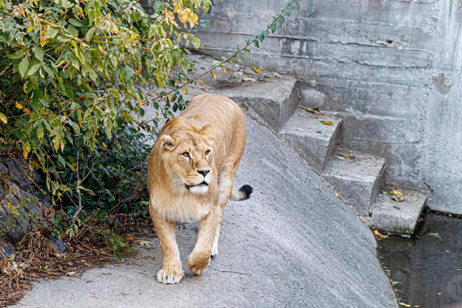 macro of a beautiful lioness in nature photo