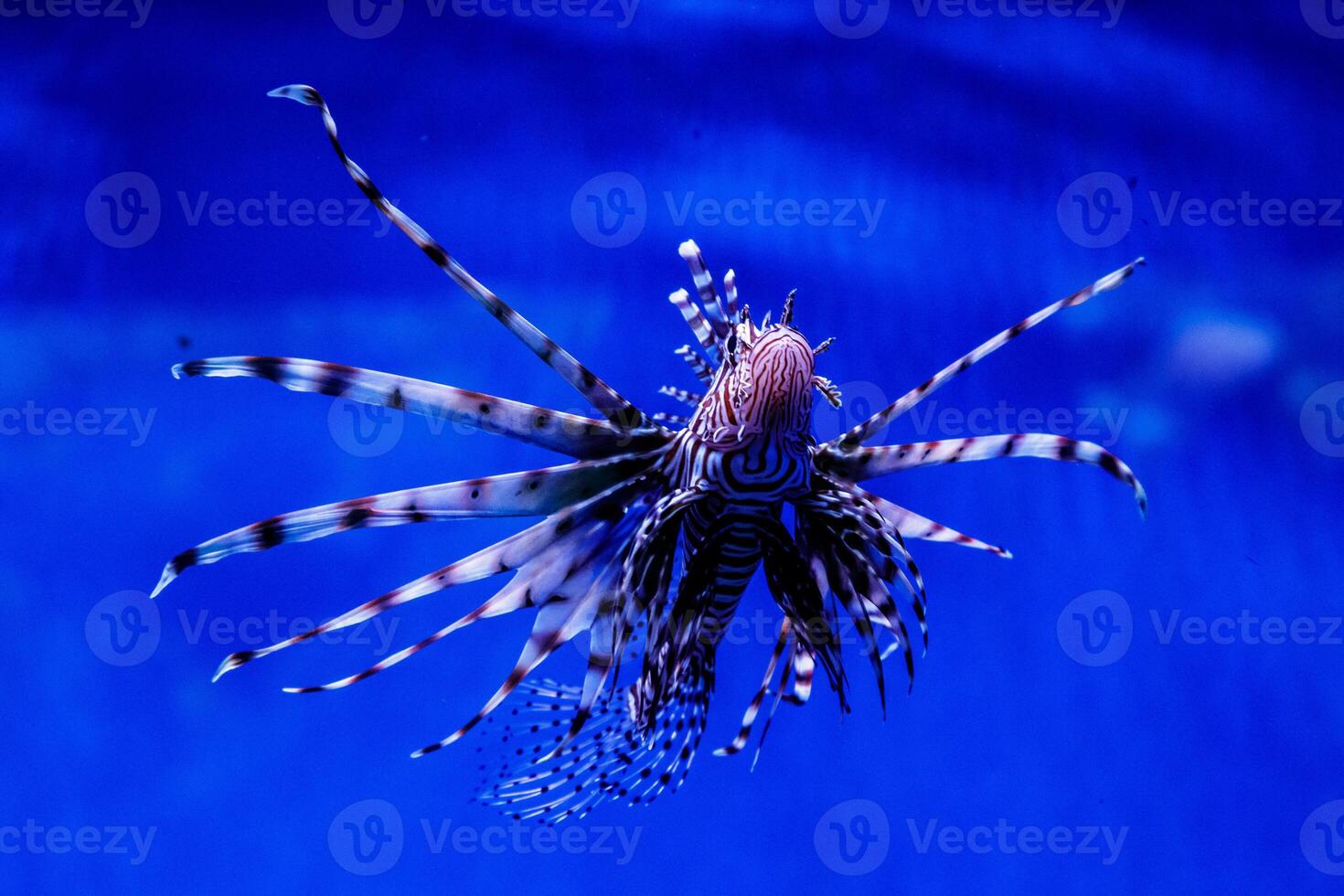 Fish Lionfish - Zebra, Pterois volitans photo