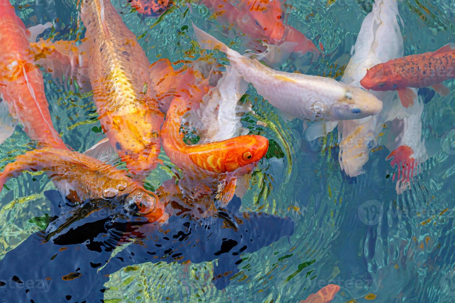 macro koi fish carps in water photo