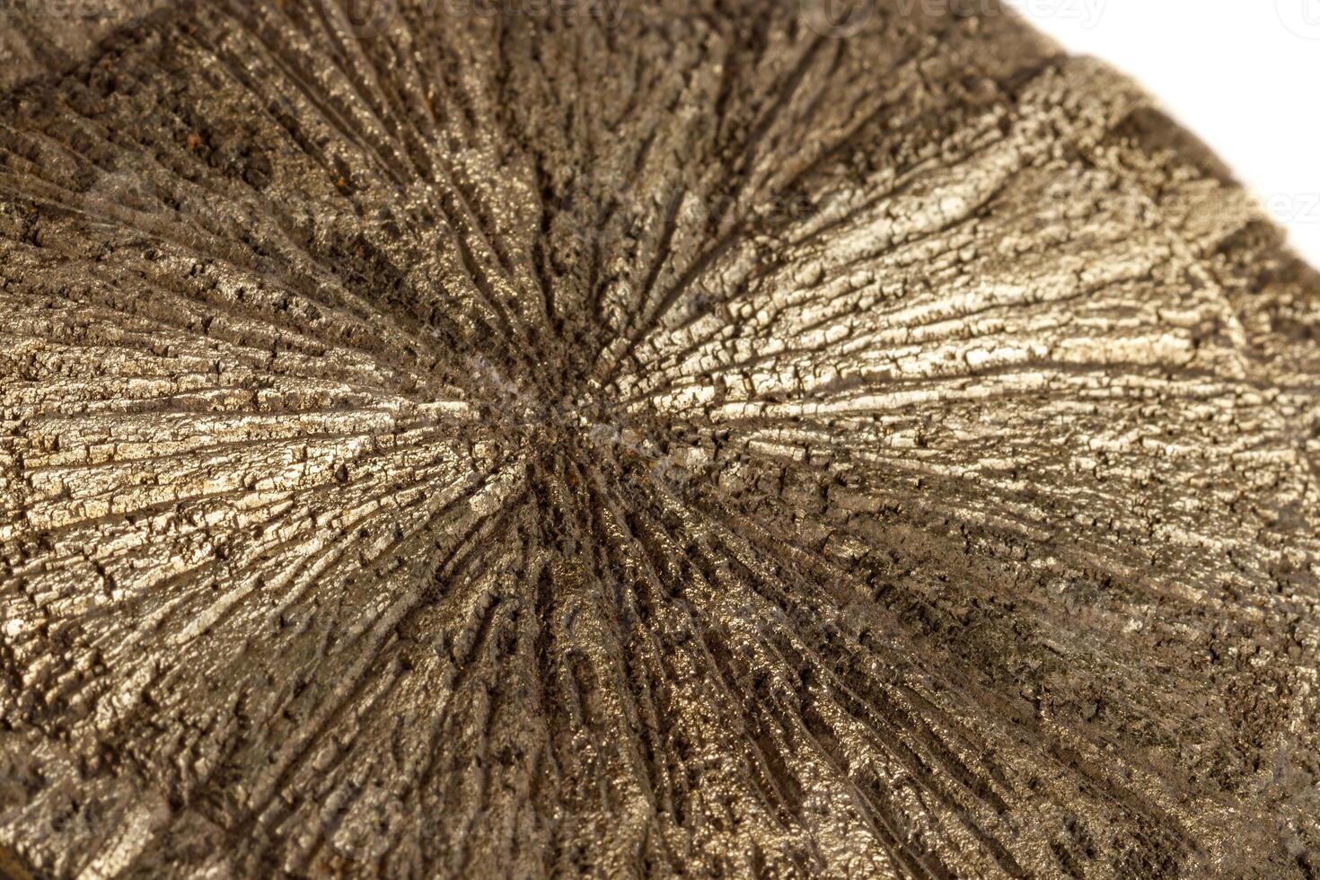 Macro mineral stone Pyrite Dollar on a white background photo