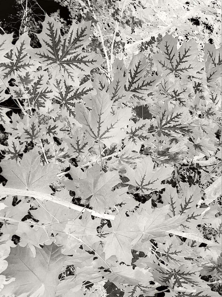The foliage of the maple tree is vertical. Abstract colored leaves are densely located on the branches of the tree. photo