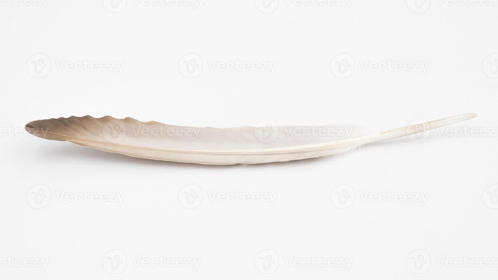 Beautiful feather on white background, natural bird feathers isolated on a white background, Single feather isolated on a light background. photo