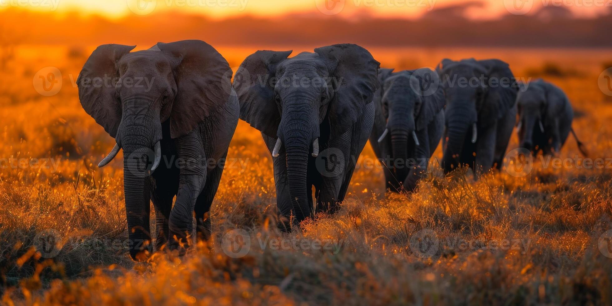 A group of elephants strolling through a grassy field as the sun sets photo