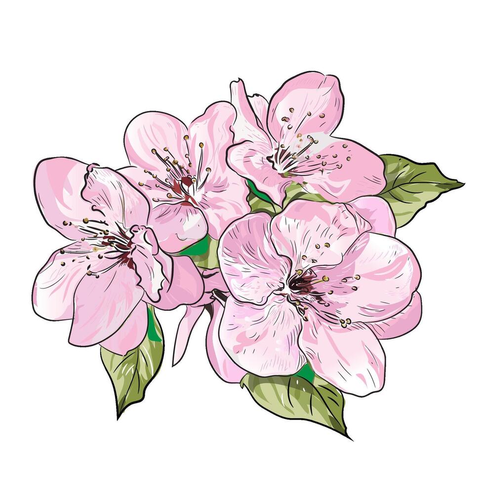 pink cherry hand drawing style illustration flower vector