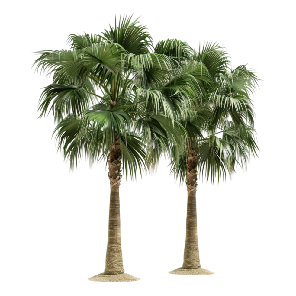 Two Palm Trees on Transparent Background AI-Generative png