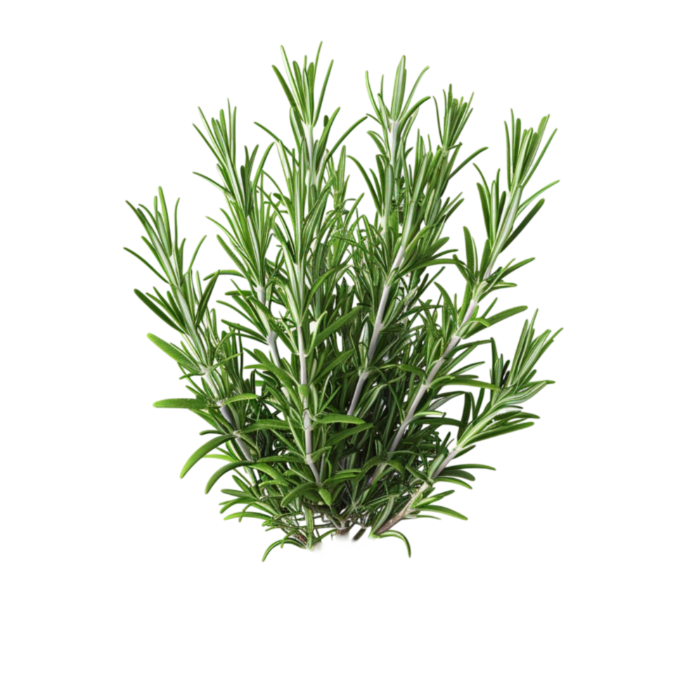 Plant with White Background and Green Sprig of Rosemary AI-Generative png