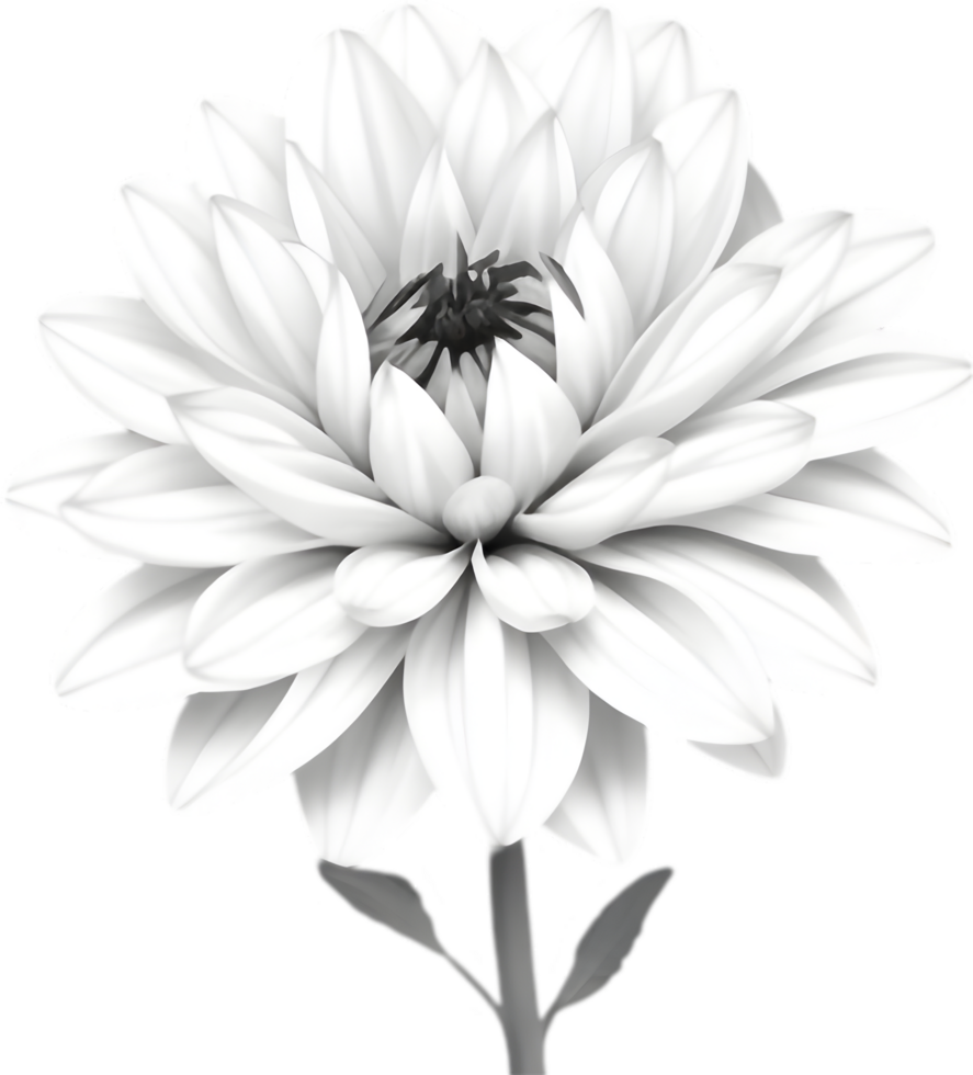 Delicate white dahlia blooms enchant with pristine petals. AI-generated. png