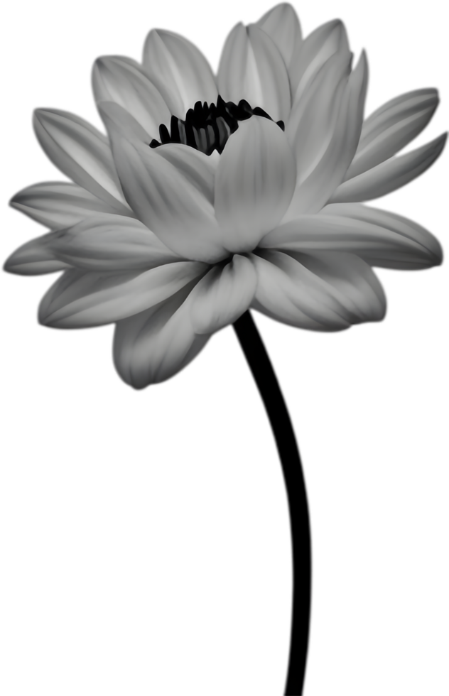 Delicate white dahlia blooms enchant with pristine petals. AI-generated. png