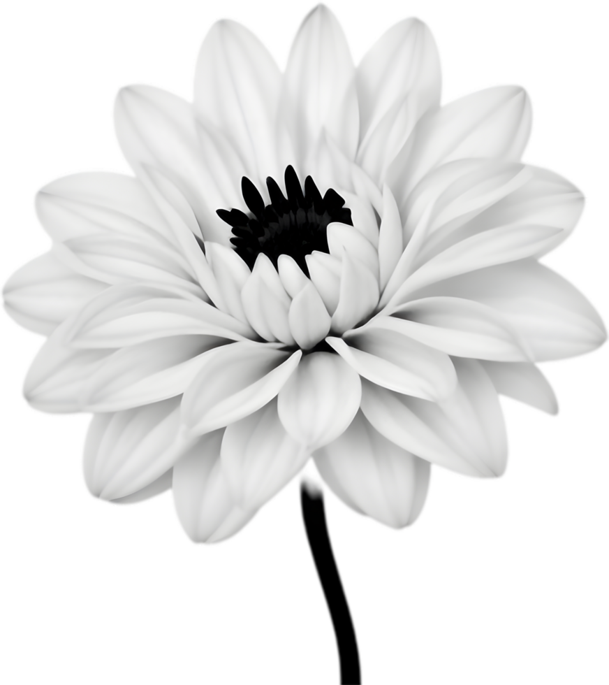 Delicate white dahlia blooms enchant with pristine petals. AI-generated. png