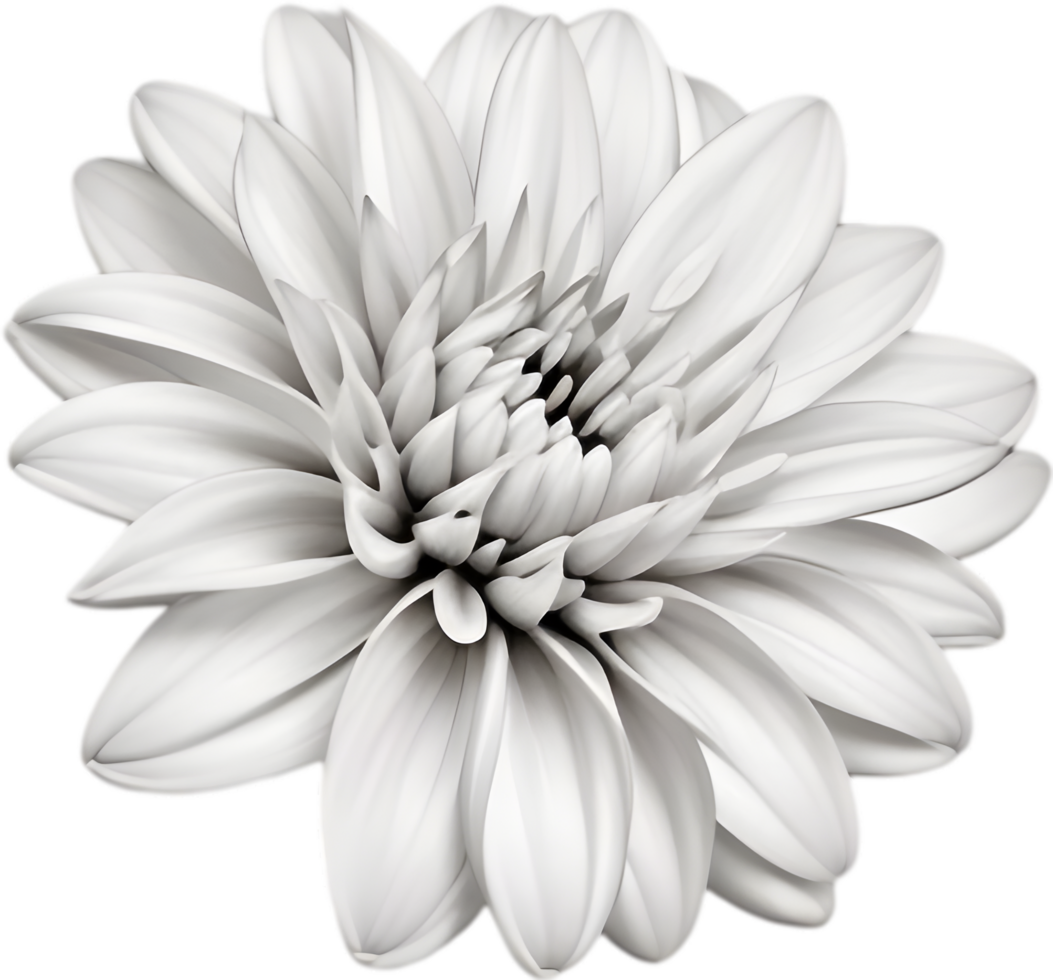 Delicate white dahlia blooms enchant with pristine petals. AI-generated. png