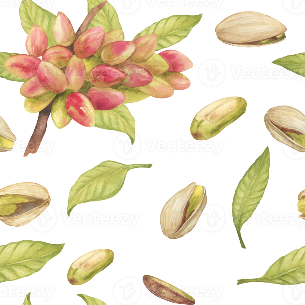 Seamless pattern with pistachio tree fruits, pistachio nuts, leaves watercolor illustration. Botanical drawing sketch stylized. Hand drawn, suitable for food packaging design png