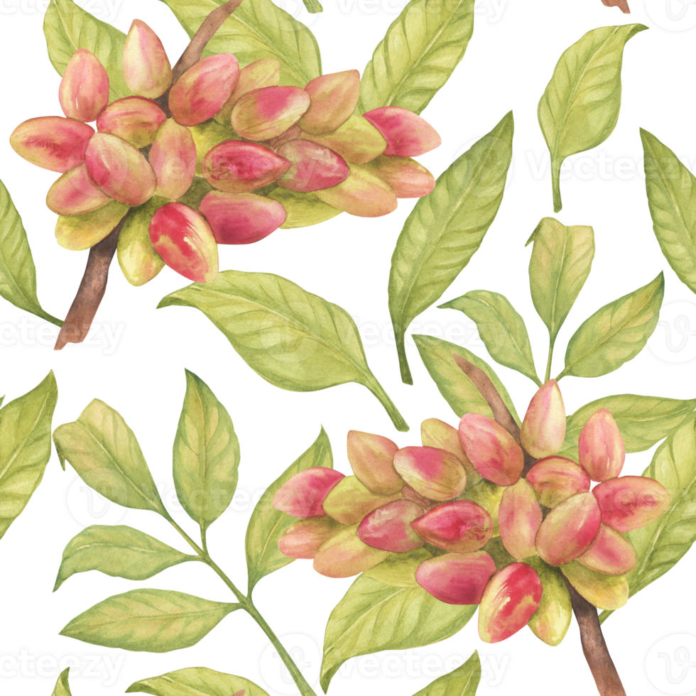 Seamless pattern with pistachio tree fruits, leaves watercolor illustration. Botanical drawing sketch stylized. Hand drawn, suitable for food packaging design png
