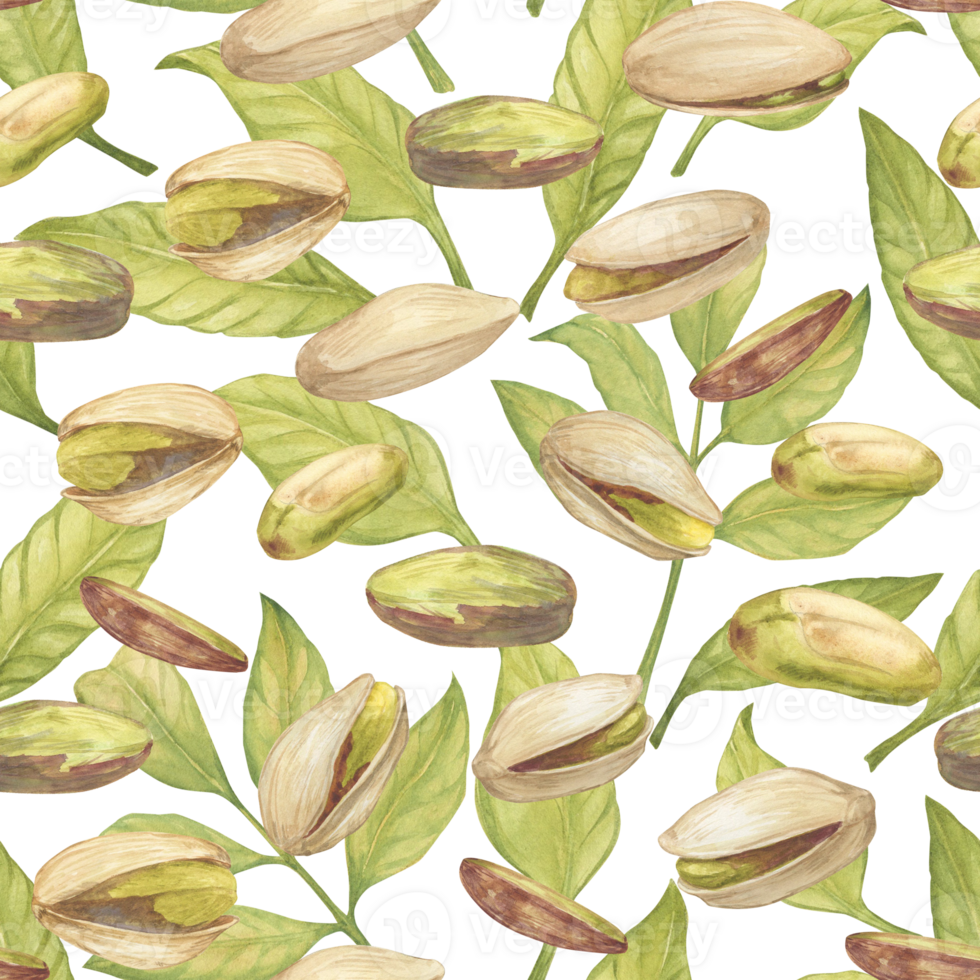 Seamless pattern with pistachio nut watercolor illustration,leaves,, floating in the air composition. Botanical drawing sketch stylized. Hand drawn, suitable for food packaging design png