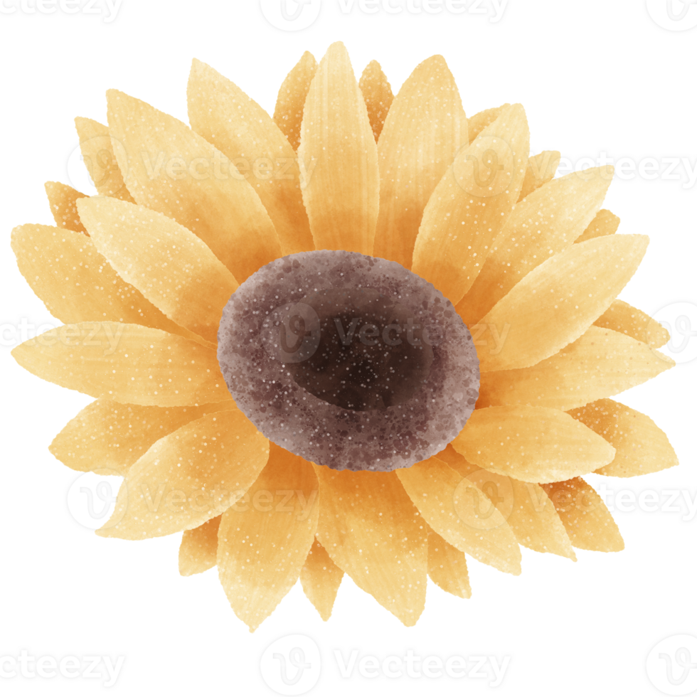 Watercolor Hand drawn illustration Rustic watercolor autumn Sunflower png