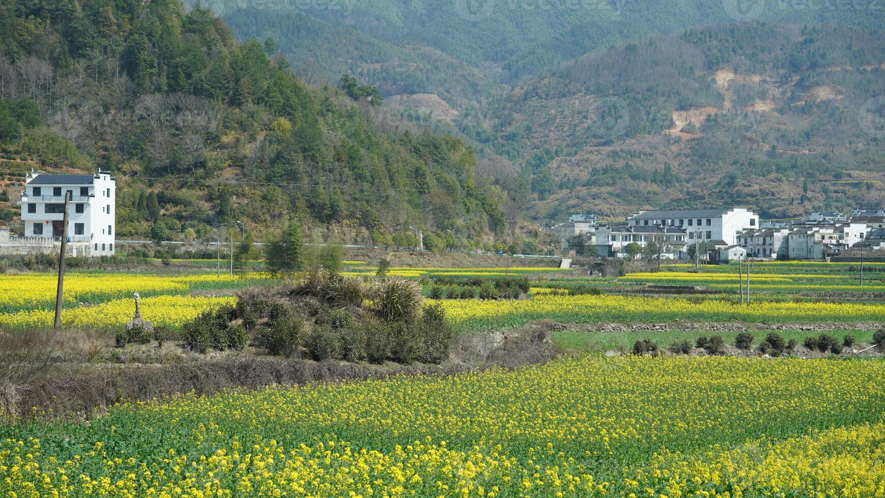The beautiful countryside landscapes with the yellow oil flowers blooming and little village as background in the south of the China in spring photo