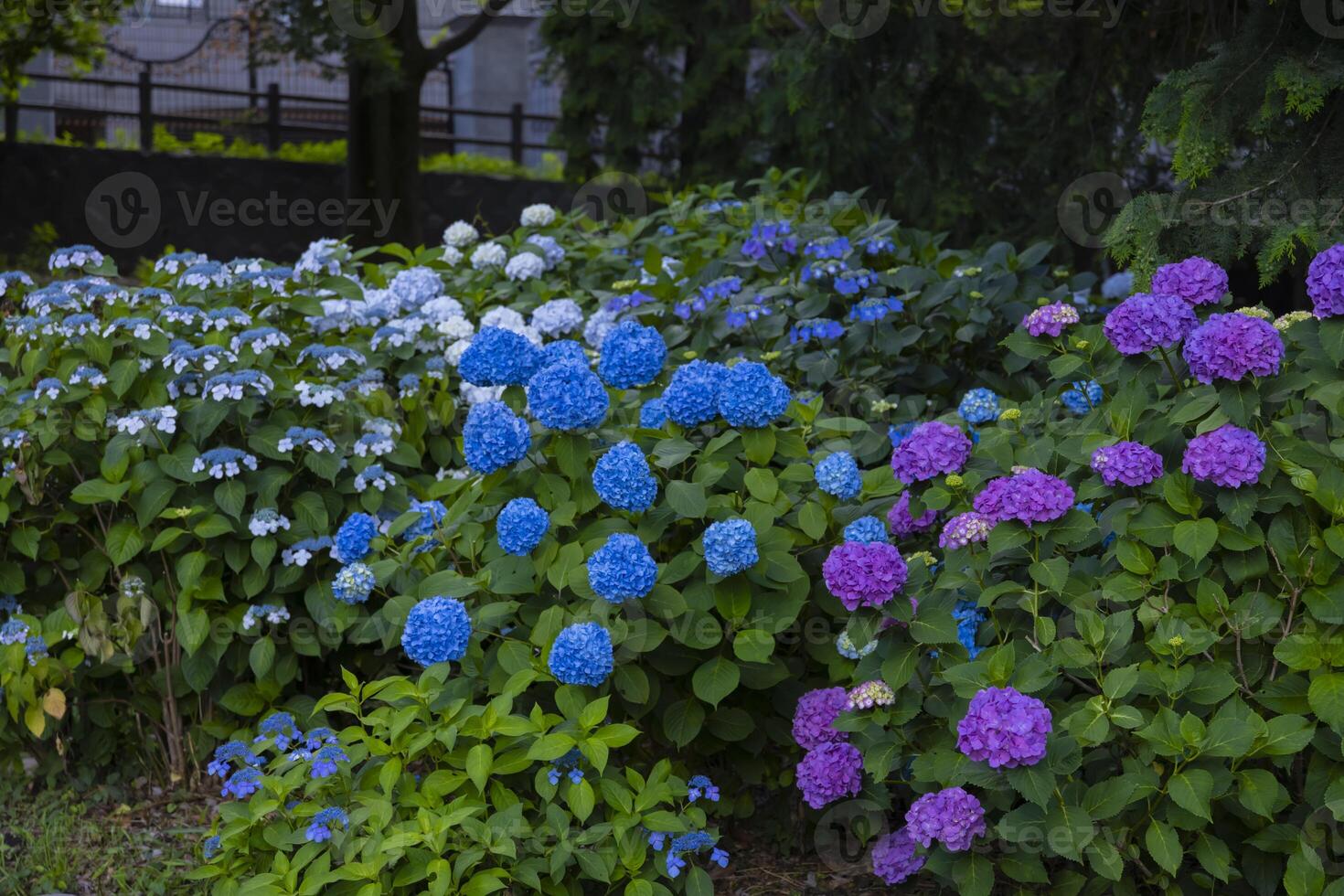 A hydrangea flower at the garden in the public park medium shot photo