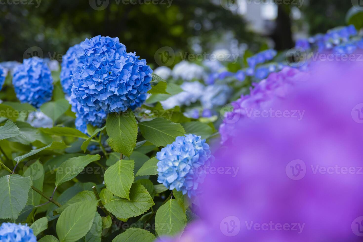 A hydrangea flower at the garden in the public park front blur photo