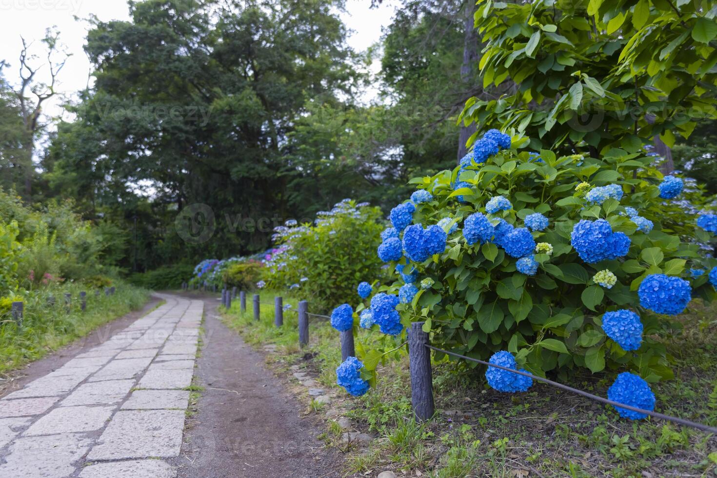 A hydrangea flower at the garden in the public park medium shot photo