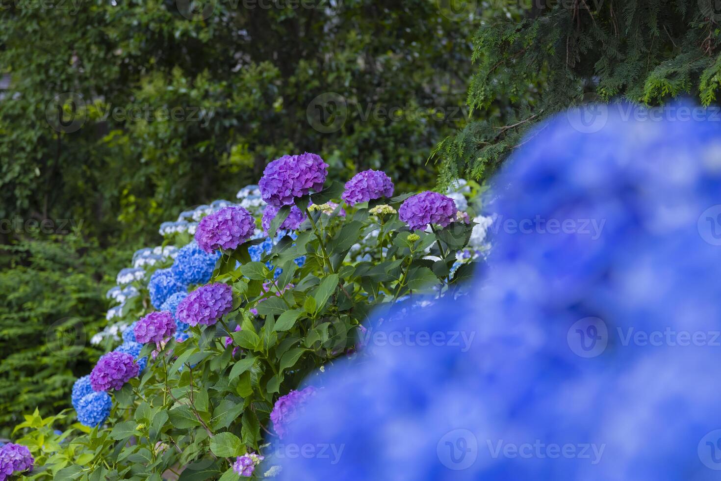A hydrangea flower at the garden in the public park medium shot front blur photo