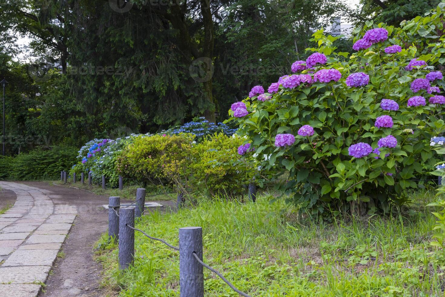 A hydrangea flower at the garden in the public park medium shot photo