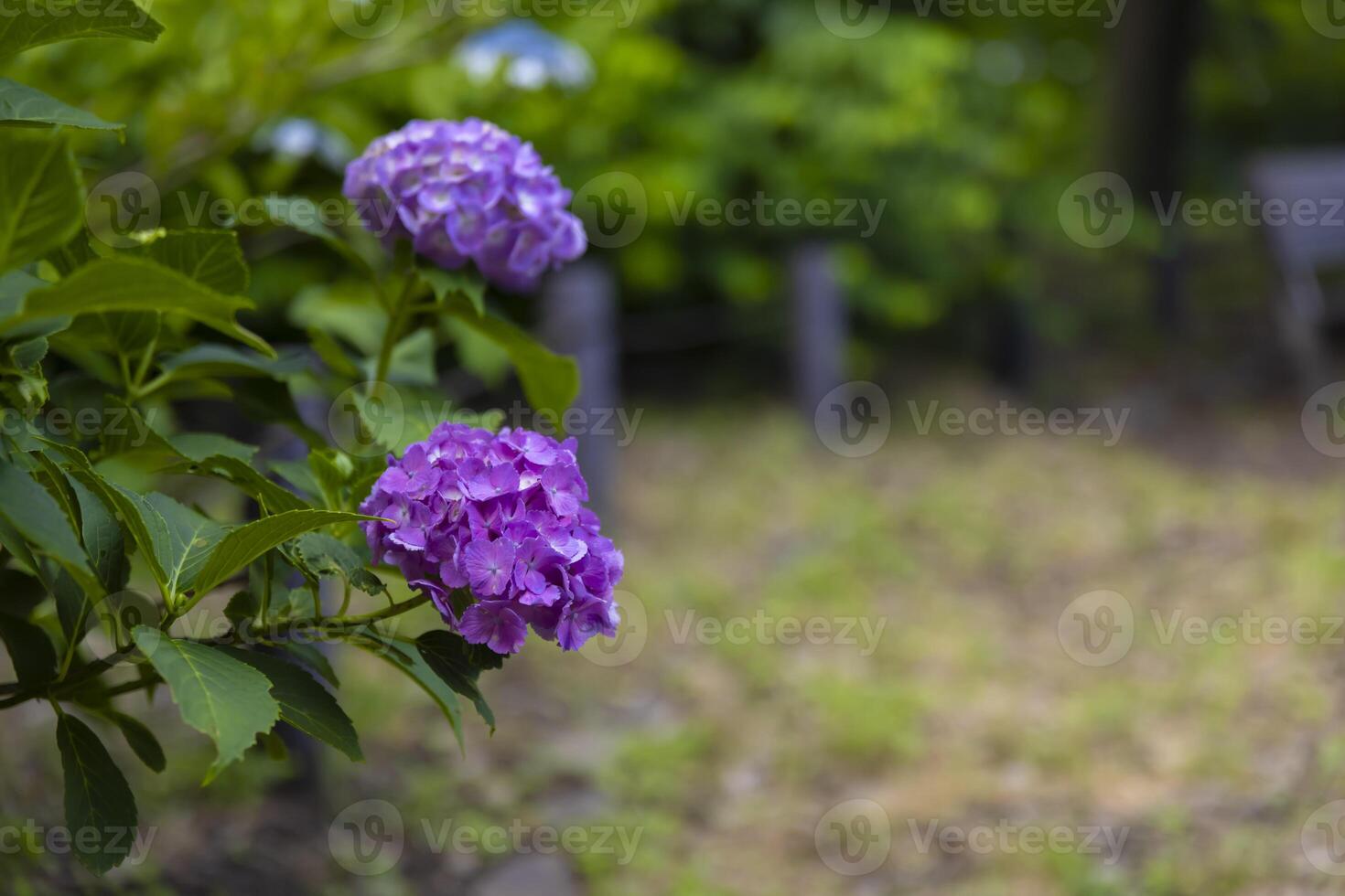 A hydrangea flower at the garden in the public park photo